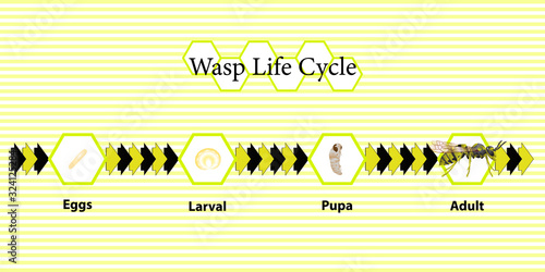 Wasp Life Cycle vector for agriculture,education,Science,Graphic design,Artwork.