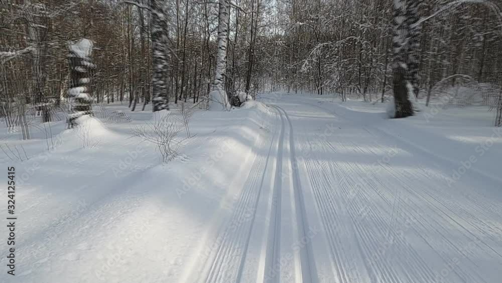 Ski traffic in the forest in winter, Novosibirsk, Russia Ski traffic in the forest in winter, Novosibirsk, Russia