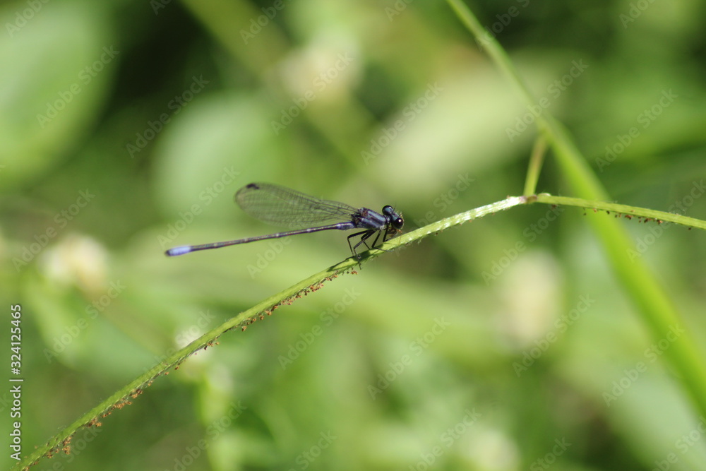 dragonfly on leaf dragonfly on leaf