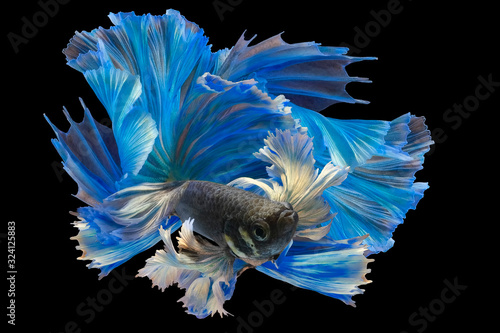 Beautiful movement of blue betta fish tail, Siamese fighting fish, Betta splendens isolated on black background. © DSM