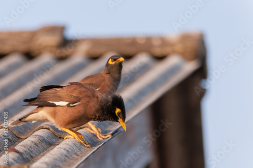 Common Myna bird (Acridotheres tristis) in nature photo