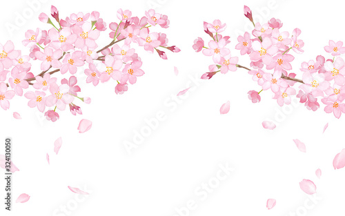 春の花：さくらと散る花びらのアーチ型フレーム。 水彩イラスト（ベクター）