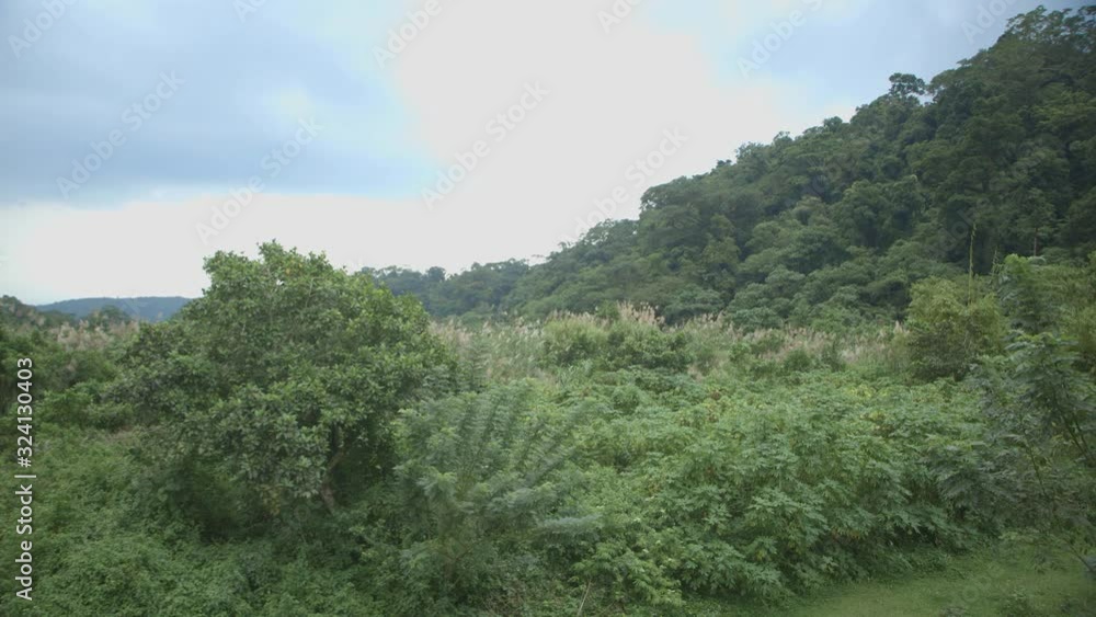 A wide shot of the fauna in Quezon Province Philippines A wide shot of the fauna in Quezon Province Philippines