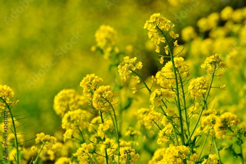 canola flower