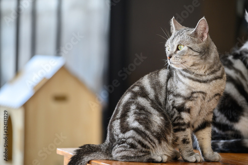 Fotografija Portrait of young American shorthair cat standing on wooden table