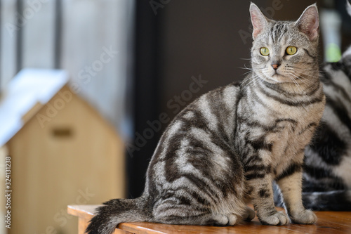 Quadro em tela Portrait of young American shorthair cat standing on wooden table