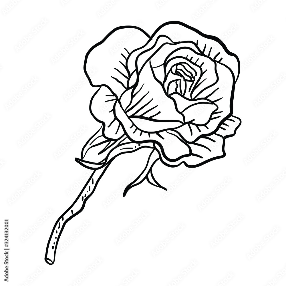 Vector Illustration Single Flower line drawing Vector Illustration Single Flower line drawing