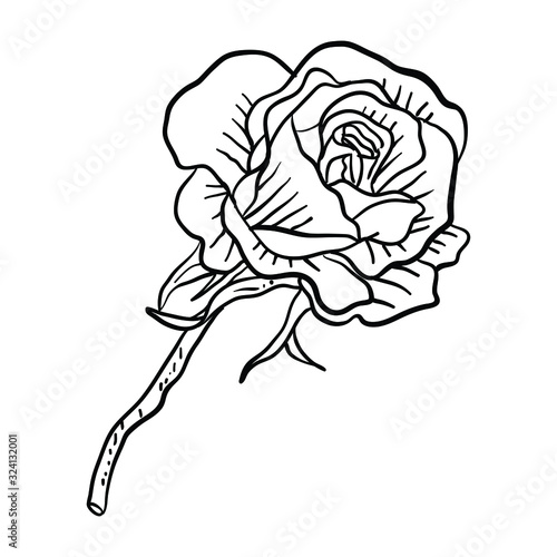 Vector Illustration Single Flower line drawing