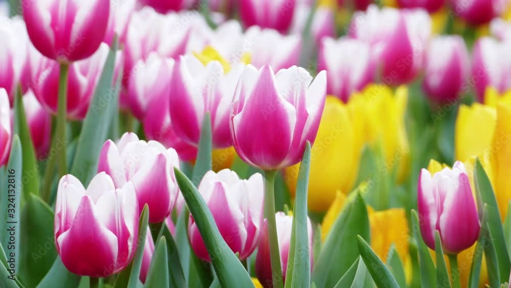 Beautiful tulips flower in tulip field at winter or spring day Beautiful tulips flower in tulip field at winter or spring day