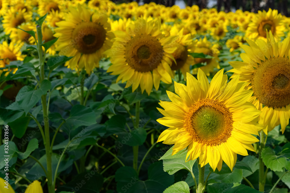 Fototapeta premium blooming sunflowers in a sunny morning