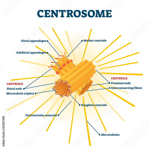 Centrosome organelle medical vector illustration diagram photo