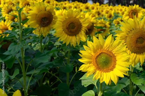 blooming sunflowers in a sunny morning