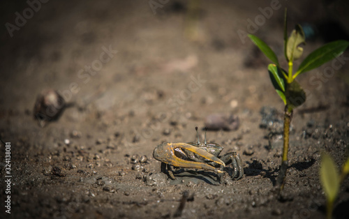 Fiddler crab in mangrove forest by the sea 