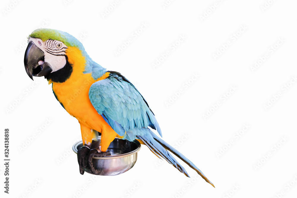 Colorful parrot on isolated white background