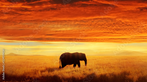 Lonely Elephant against sunset and beautiful clouds in savannah. Serengeti National Park. Africa. Tanzania.