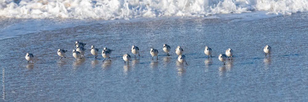 A flock of sanderlings eating and walking on the beach in California A flock of sanderlings eating and walking on the beach in California