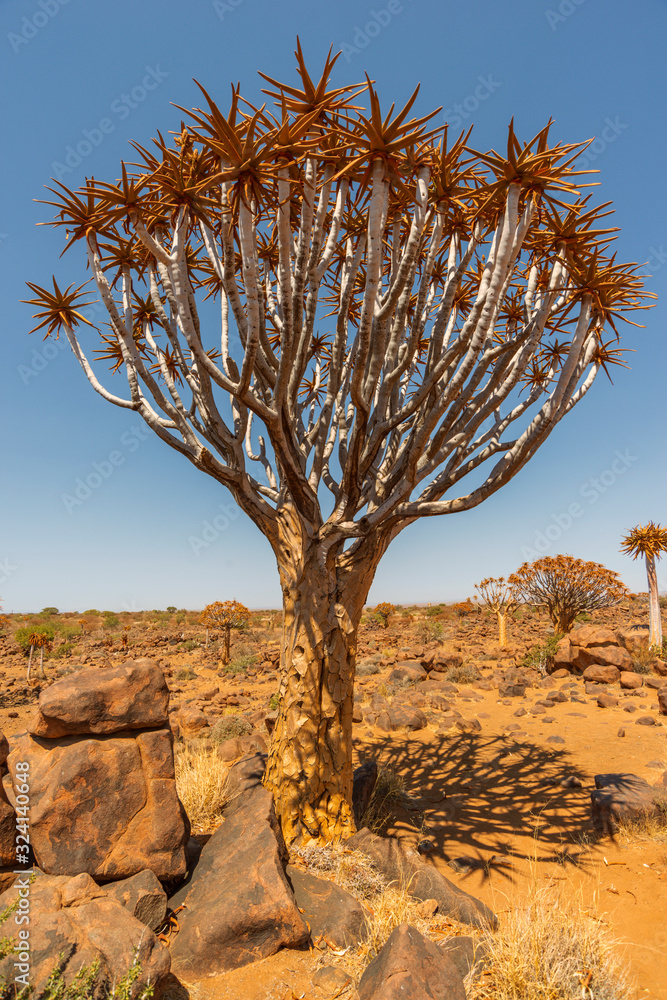 Fototapeta premium scenic aloe tree