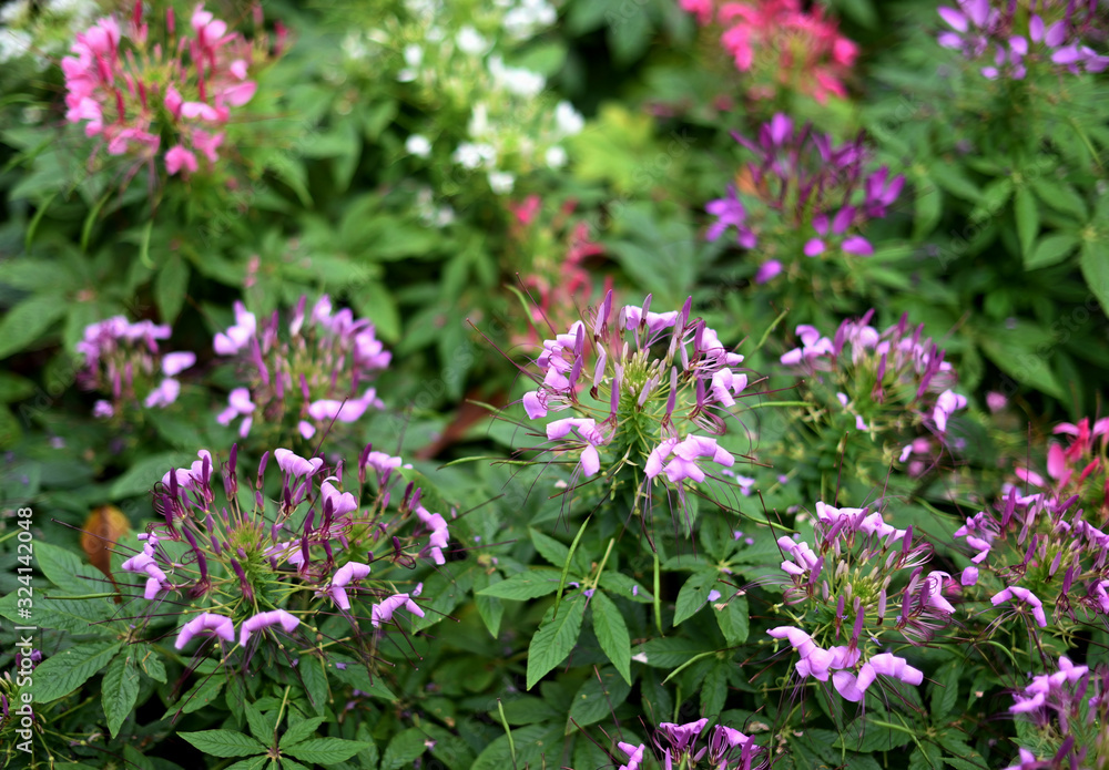 Flower of Cleome spinosa blossom close up shot Flower of Cleome spinosa blossom close up shot