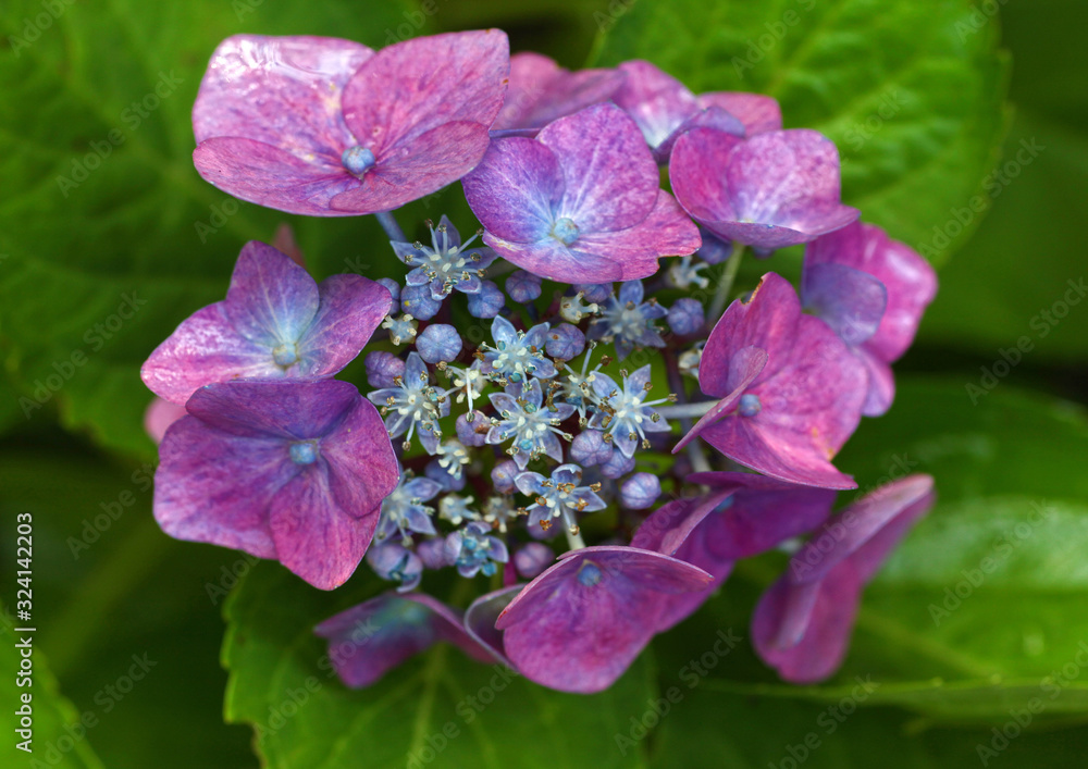 Bunte Hortensie - Hydrangea Blüte im Staudenbeet als Makro Aufnahme Bunte Hortensie - Hydrangea Blüte im Staudenbeet als Makro Aufnahme