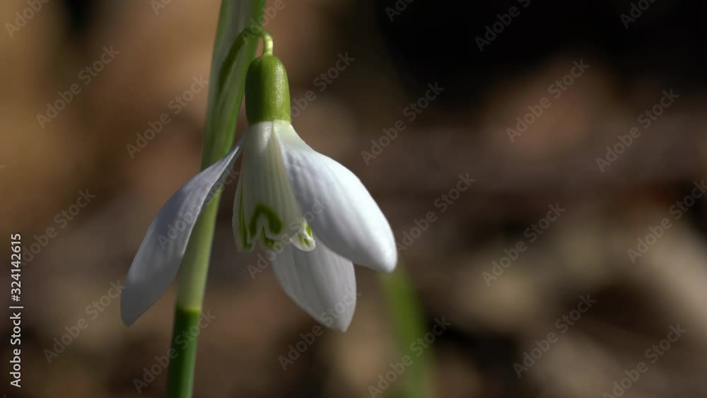 Snowdrop herald of spring in the natural ambience (Galanthus nivalis) - (4K) Snowdrop herald of spring in the natural ambience (Galanthus nivalis) - (4K)