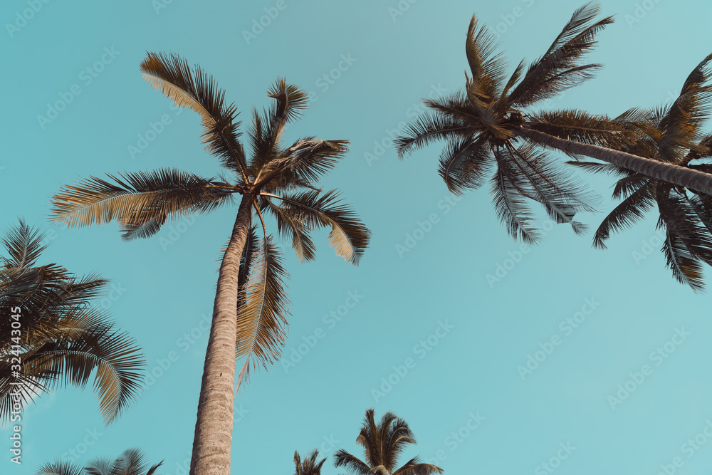 Copy space of tropical palm tree with sun light on sky background. Copy space of tropical palm tree with sun light on sky background.