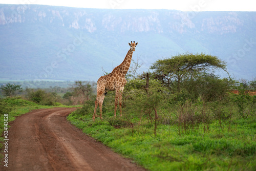 Giraffe Roaming in the wild and free 