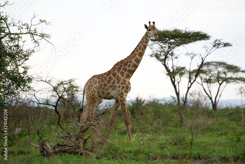 Giraffe Roaming in the wild and free 
