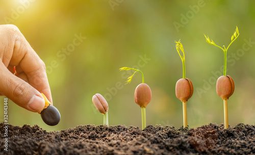 Hand of farmer planting a black seeds of Afzelia, Doussie or Makha mong tree in soil. Growth and environment concept photo