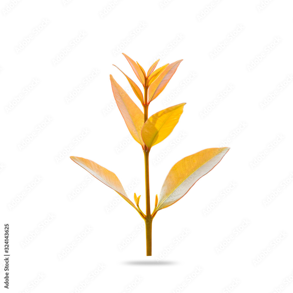 Fototapeta premium Young top tree leaf isolated on white