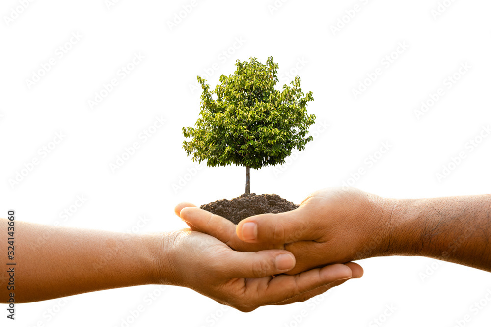 Hand of two people holding tree in soil isolated on white background. Planting the tree, Save world, or growing and environment concept Hand of two people holding tree in soil isolated on white background. Planting the tree, Save world, or growing and environment concept