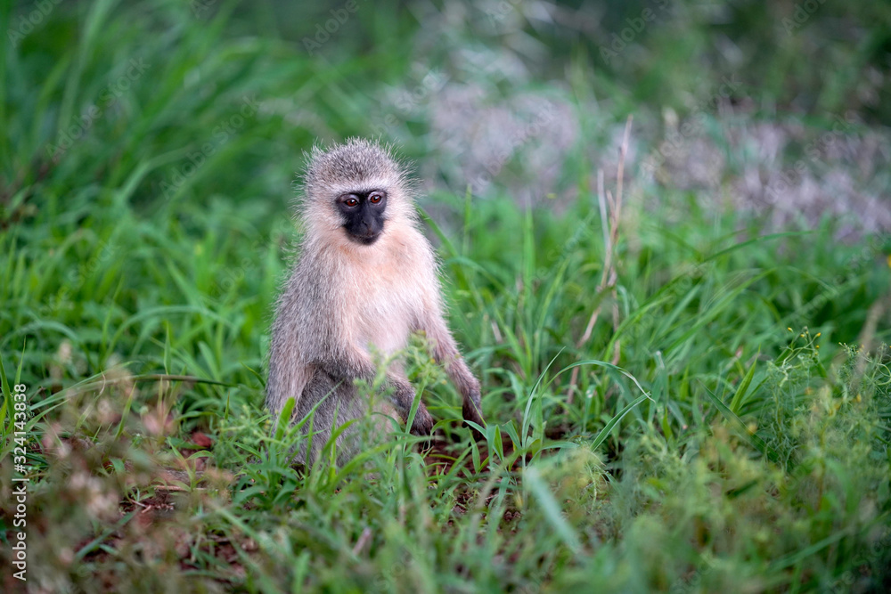 Baby monkey playing in zimanga south africa