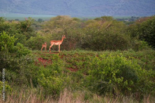 Mom and baby antelope on a hilltop overlooking the bushveld  looking for predators