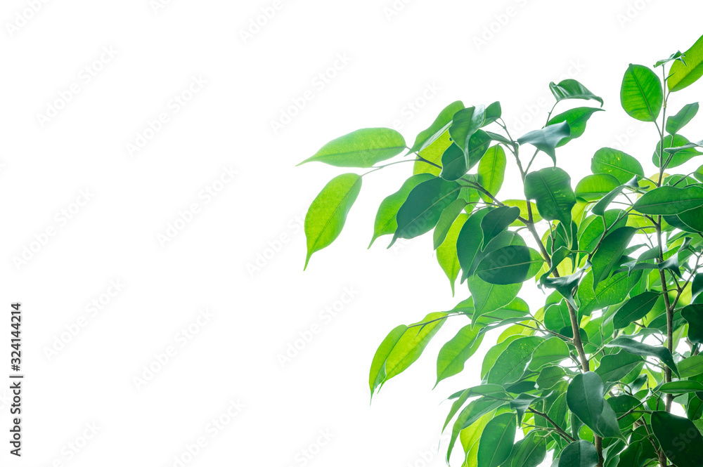 Eco-friendly concept, bright sunlight through green leaves Eco-friendly concept, bright sunlight through green leaves