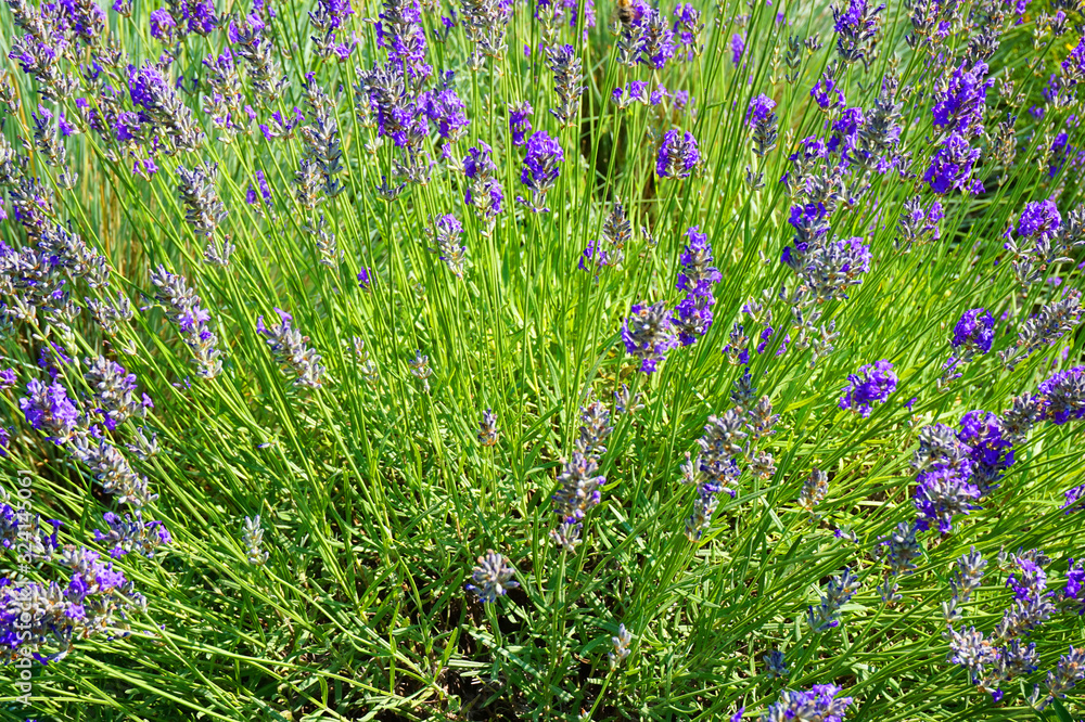 Naklejka premium lavender plant with flowers