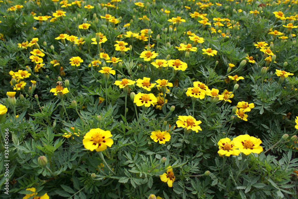 field of marigolds