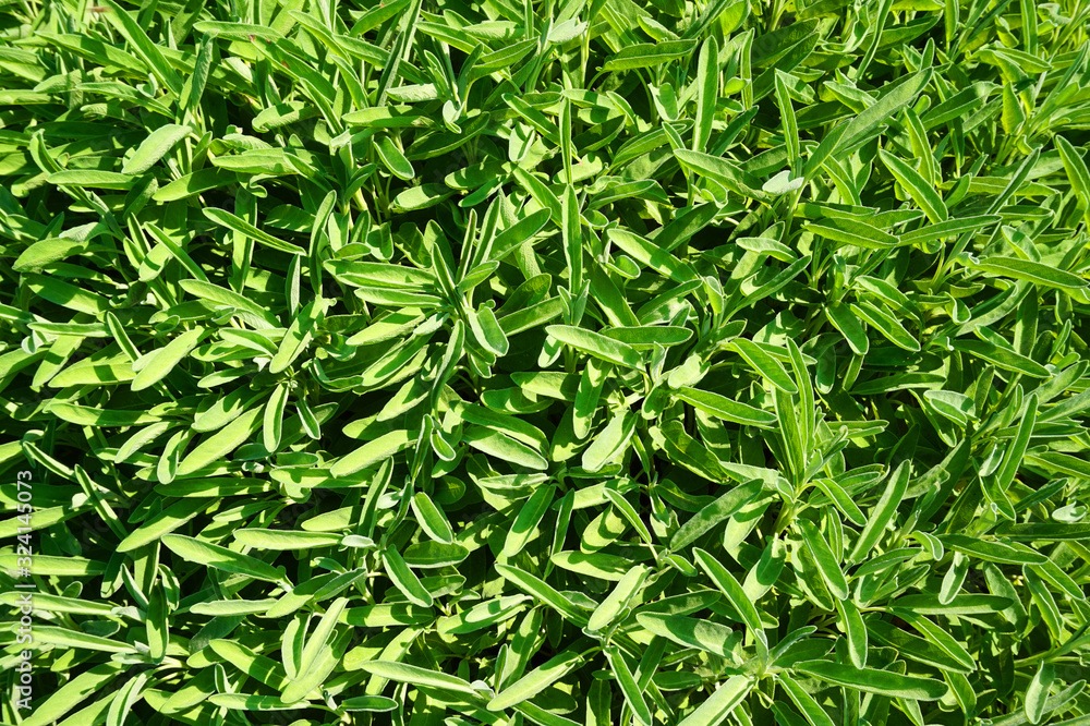 green and fresh salvia plant green and fresh salvia plant
