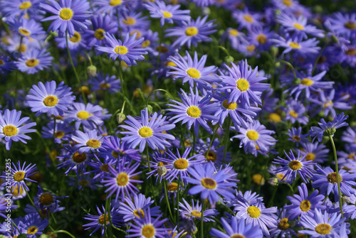 glade of blue daisies