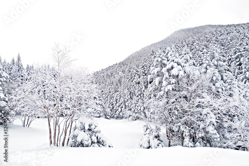 Natural snow hill and tree in Japan Yatsugatake mountains.