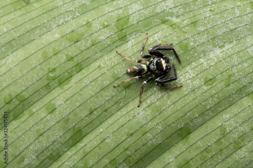 Dorsal of Thiana bhamoensis, Jumping spider, Salticidae family photo