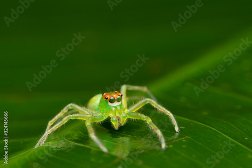 Portrait of Green Jumping spider, Epeus flavobilineatus, Family - Salticidae, Singapore