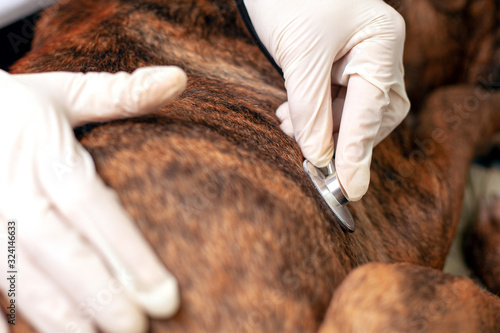 veterinarian listens to a dog's heartbeat. doctor applies a stethoscope to a pet photo