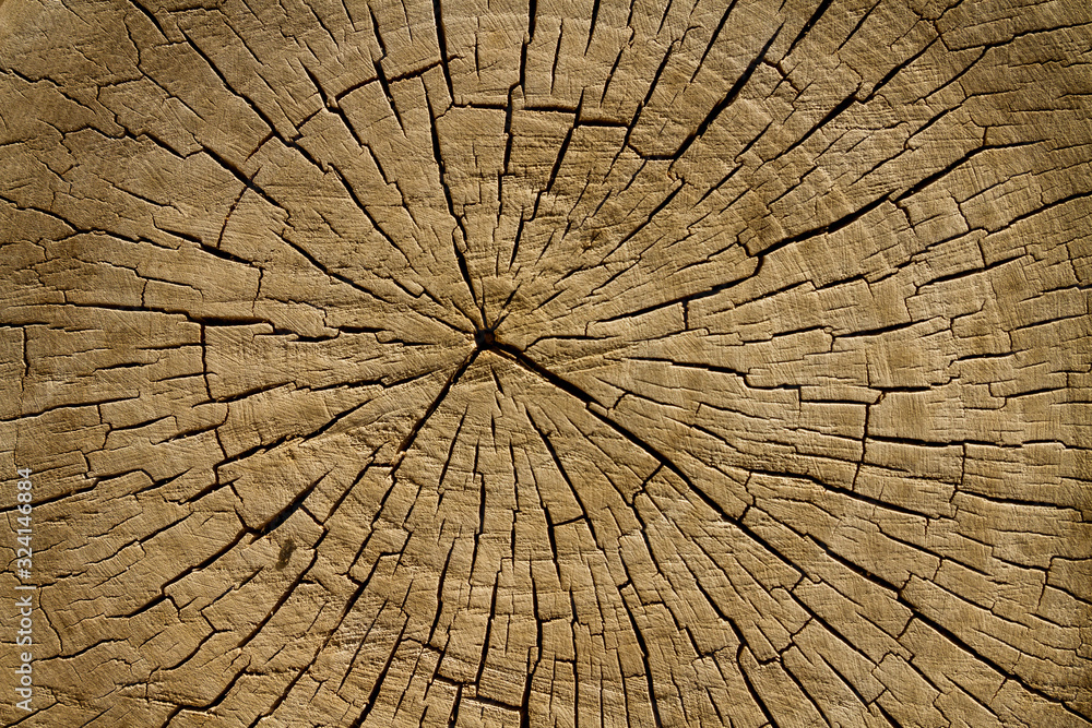 Fototapeta premium wood texture of tree rings from a slice of log.