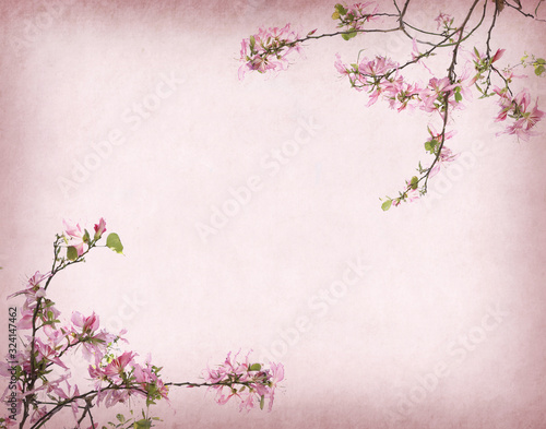 Hong Kong Orchid or Bauhinia flowers on old paper background