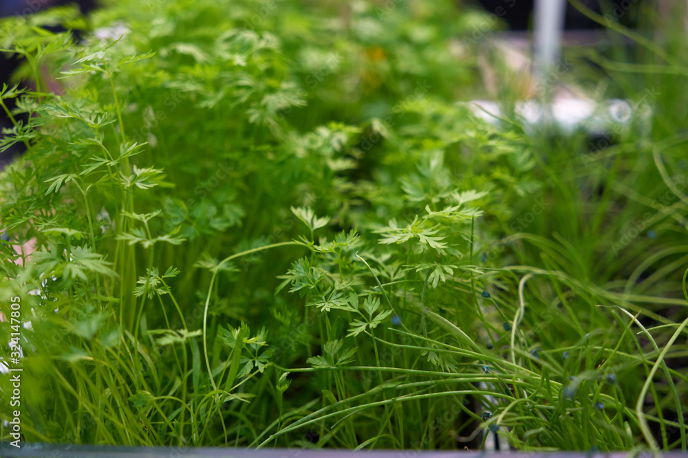 Young shoots of carrots. Seedlings of carrots. Young shoots of carrots. Seedlings of carrots.
