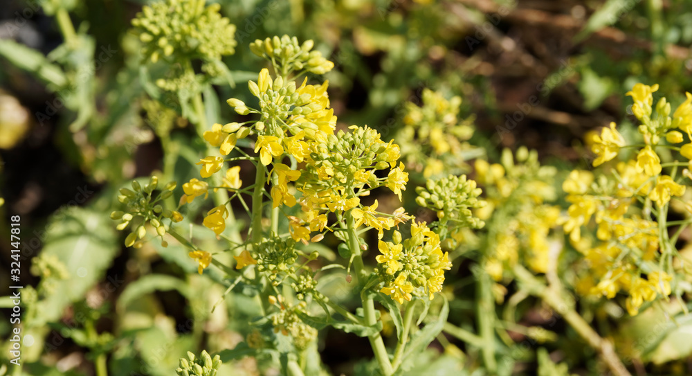 Pousses De Navet / Cima Di Rapa  Brassica Rapa Sylvestris Bio Semences