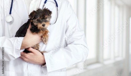 Small cute dog examined at the veterinary doctor