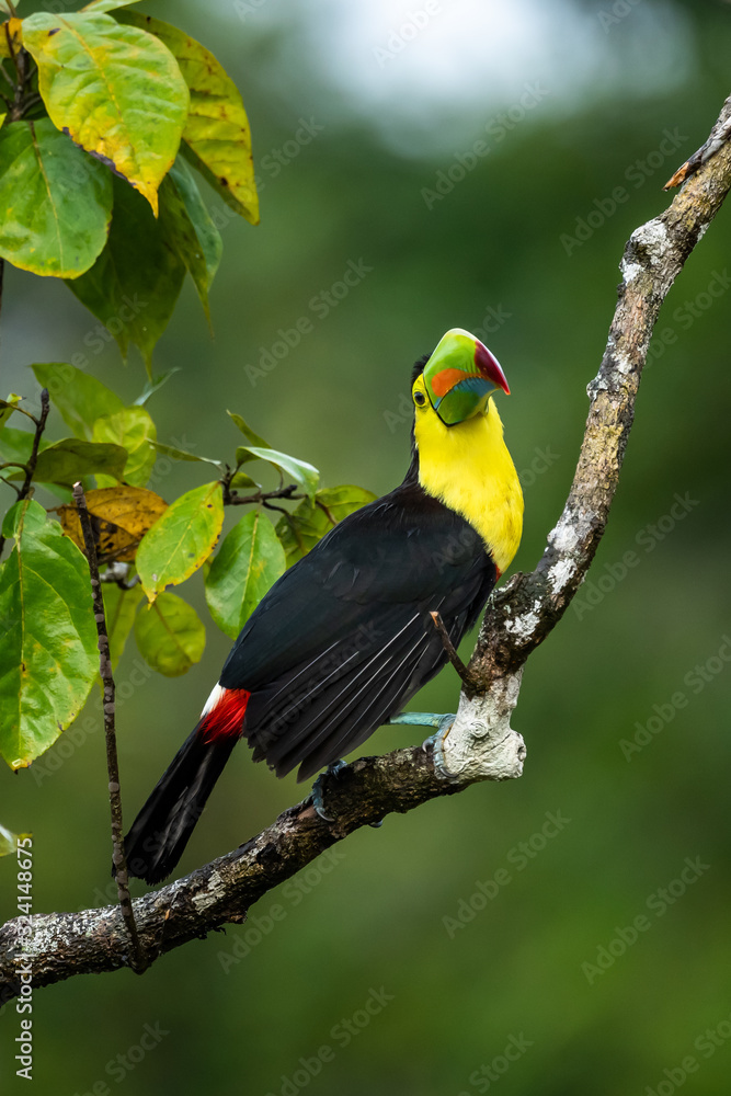 Fototapeta premium Ramphastos sulfuratus, Keel-billed toucan The bird is perched on the branch in nice wildlife natural environment of Costa Rica