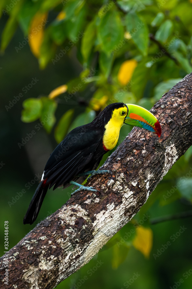Obraz premium Ramphastos sulfuratus, Keel-billed toucan The bird is perched on the branch in nice wildlife natural environment of Costa Rica