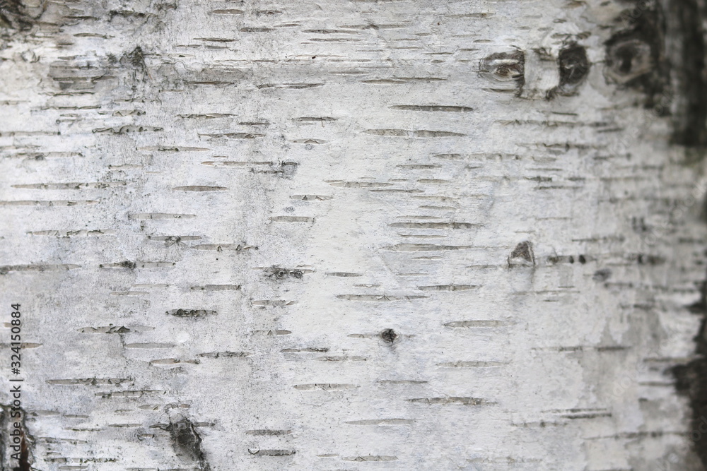 Obraz premium pattern of birch bark with black birch stripes on white birch bark and with wooden birch bark texture
