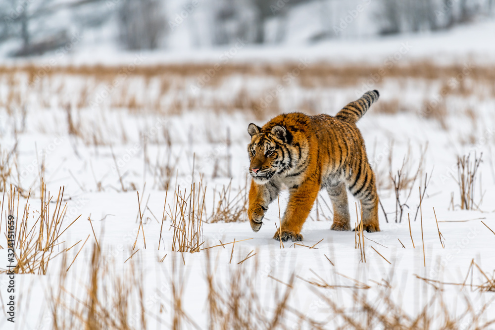 Obraz premium Siberian Tiger running in snow. Beautiful, dynamic and powerful photo of this majestic animal. Set in environment typical for this amazing animal. Birches and meadows